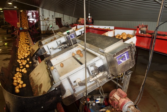 Bulk potato slider detector systems inspect loose, rolling potatoes for metal contaminants